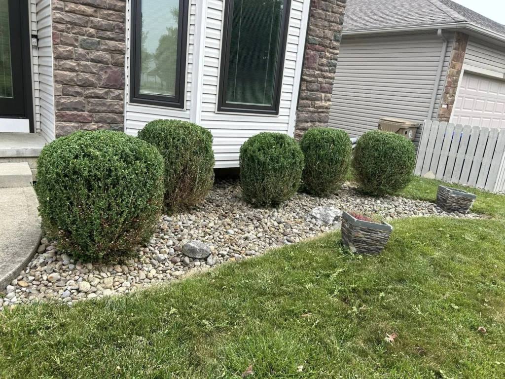 hedge and bush trimming and shaping work in front of a customers house in akron
